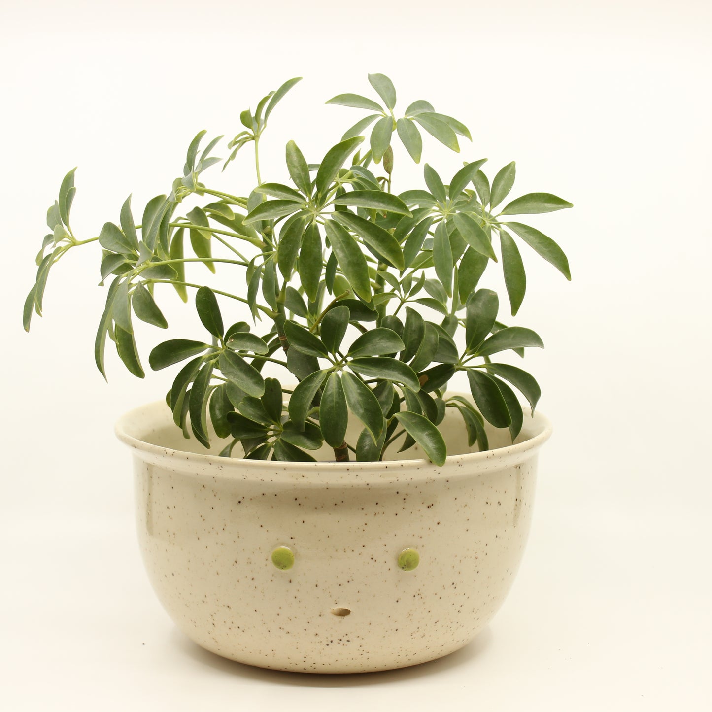 Freckles Plant Pots
