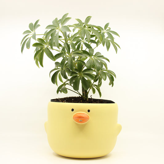 Big Quack Planter